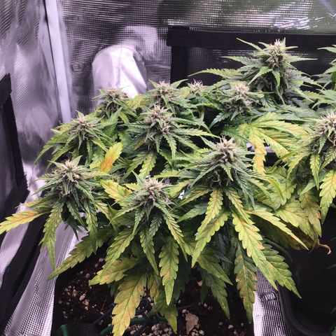 Ape Fruit Auto 2022 growlog timeline photo