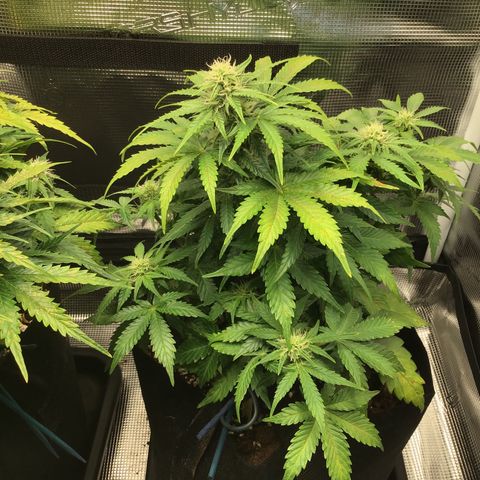 Godzilla Cookies Auto 2022 growlog timeline photo
