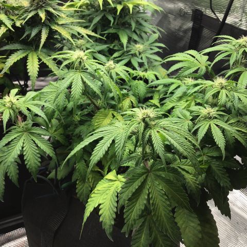 Purple Chill Auto 2022 growlog timeline photo