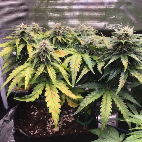 Ape Fruit Auto 2022 growlog timeline photo
