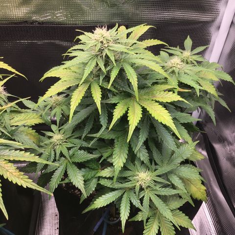 Godzilla Cookies Auto 2022 growlog timeline photo