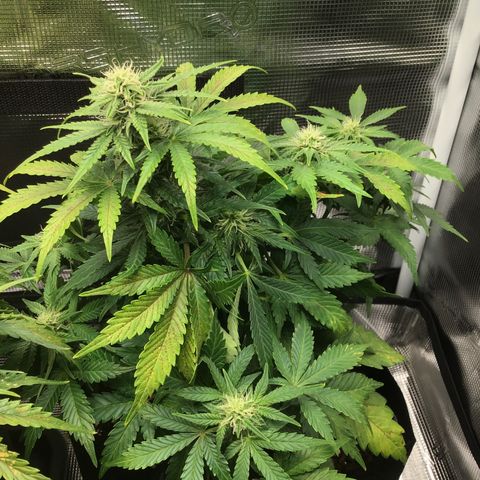Godzilla Cookies Auto 2022 growlog timeline photo