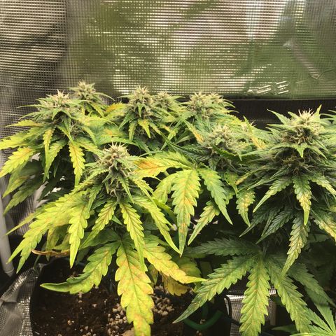 Ape Fruit Auto 2022 growlog timeline photo