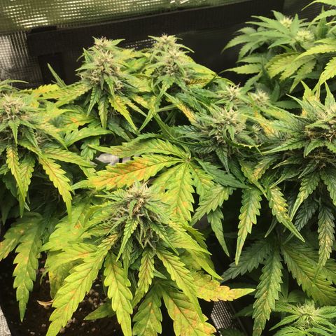 Ape Fruit Auto 2022 growlog timeline photo