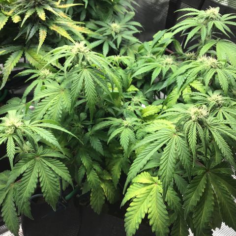 Purple Chill Auto 2022 growlog timeline photo