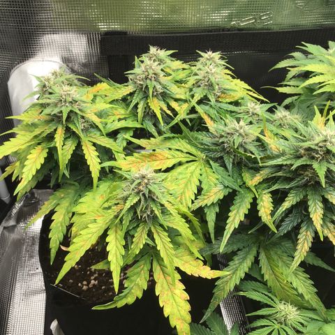 Ape Fruit Auto 2022 growlog timeline photo