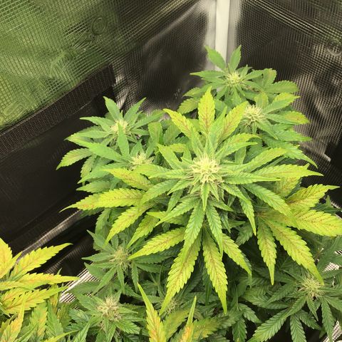 Godzilla Cookies Auto 2022 growlog timeline photo