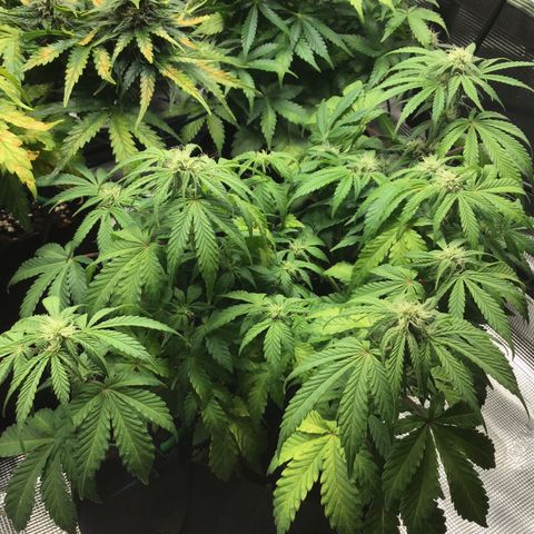 Purple Chill Auto 2022 growlog timeline photo