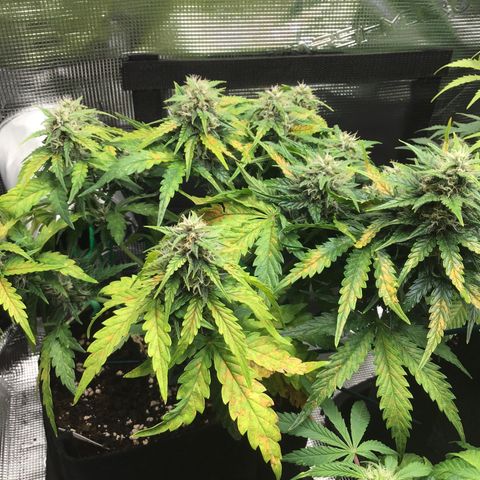 Ape Fruit Auto 2022 growlog photo: 30cm 11.8in