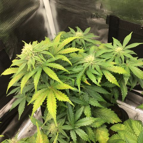 Godzilla Cookies Auto 2022 growlog photo: 26cm 10.23in