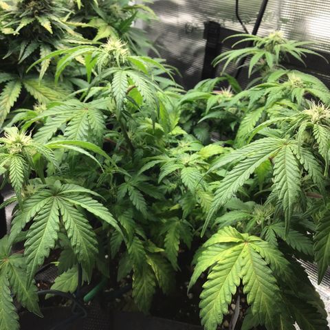 Purple Chill Auto 2022 growlog timeline photo