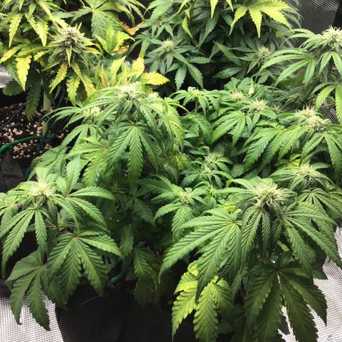 Purple Chill Auto 2022 growlog timeline photo