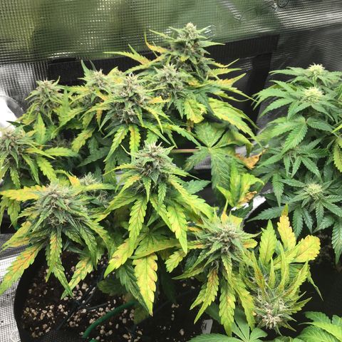 Ape Fruit Auto 2022 growlog timeline photo