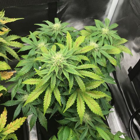 Godzilla Cookies Auto 2022 growlog timeline photo