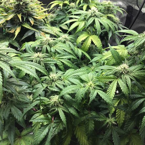 Purple Chill Auto 2022 growlog timeline photo