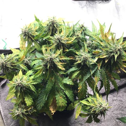 Ape Fruit Auto 2022 growlog timeline photo