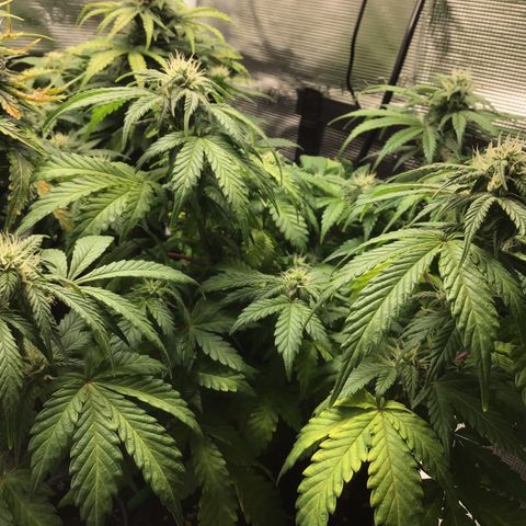 Purple Chill Auto 2022 growlog timeline photo