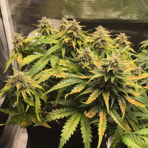 Ape Fruit Auto 2022 growlog timeline photo