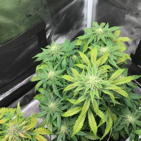 Godzilla Cookies Auto 2022 growlog timeline photo