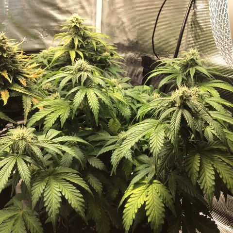 Purple Chill Auto 2022 growlog timeline photo