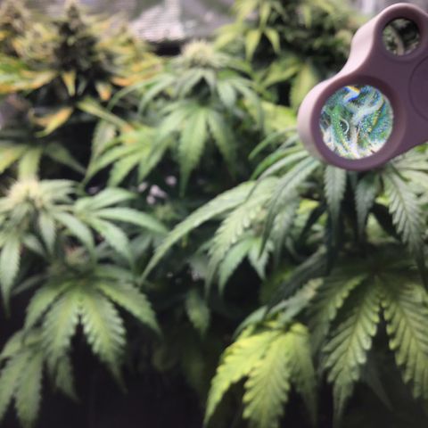 Purple Chill Auto 2022 growlog timeline photo