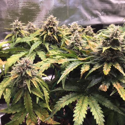 Ape Fruit Auto 2022 growlog timeline photo