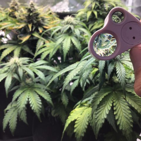 Purple Chill Auto 2022 growlog timeline photo