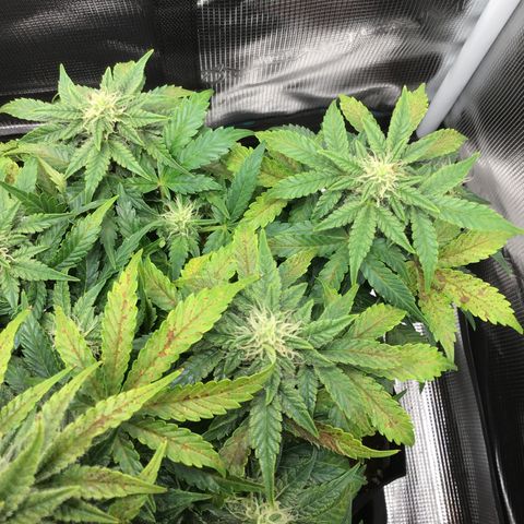 Godzilla Cookies Auto 2022 growlog timeline photo