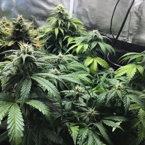 Purple Chill Auto 2022 growlog timeline photo