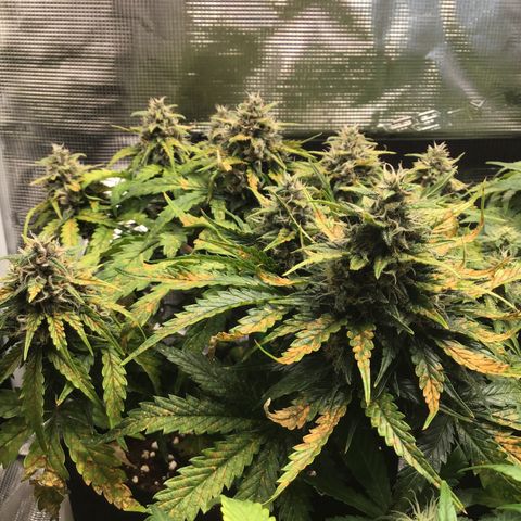 Ape Fruit Auto 2022 growlog timeline photo