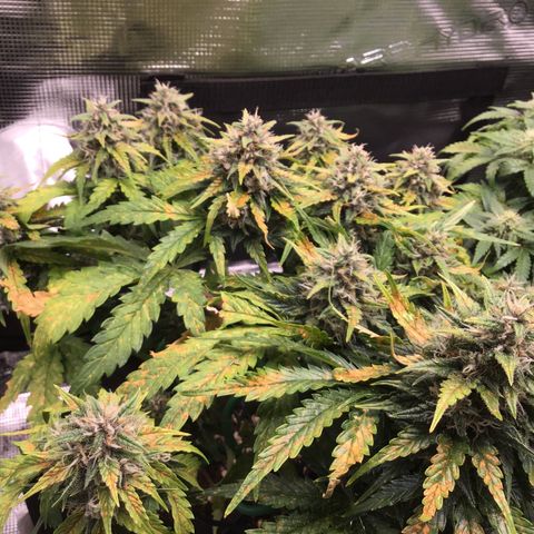 Ape Fruit Auto 2022 growlog timeline photo