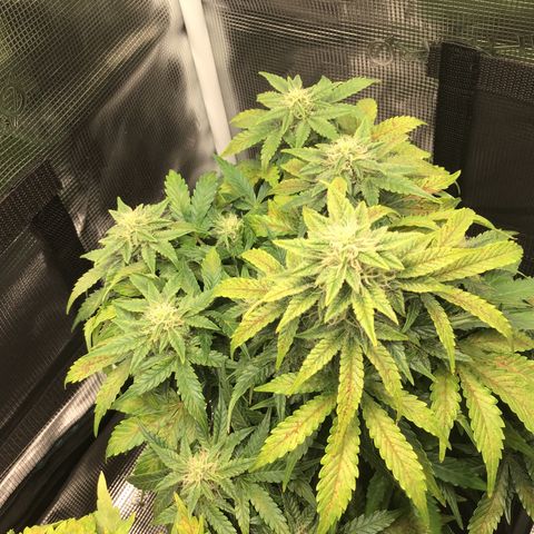 Godzilla Cookies Auto 2022 growlog timeline photo