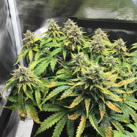Ape Fruit Auto 2022 growlog timeline photo