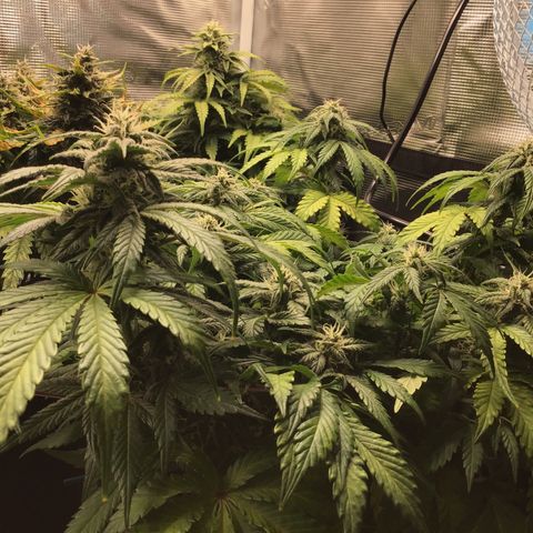 Purple Chill Auto 2022 growlog photo: 33cm from light; 32.5 DLI