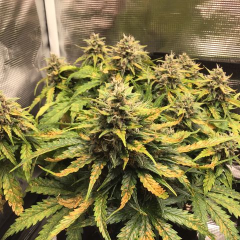 Ape Fruit Auto 2022 growlog timeline photo