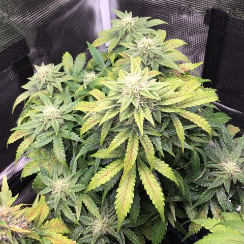 Godzilla Cookies Auto 2022 growlog timeline photo