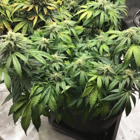 Purple Chill Auto 2022 growlog timeline photo