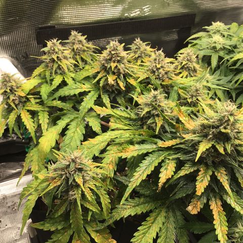 Ape Fruit Auto 2022 growlog photo: 31cm; 50.7 DLI