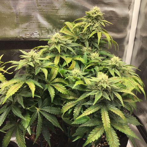 Godzilla Cookies Auto 2022 growlog timeline photo