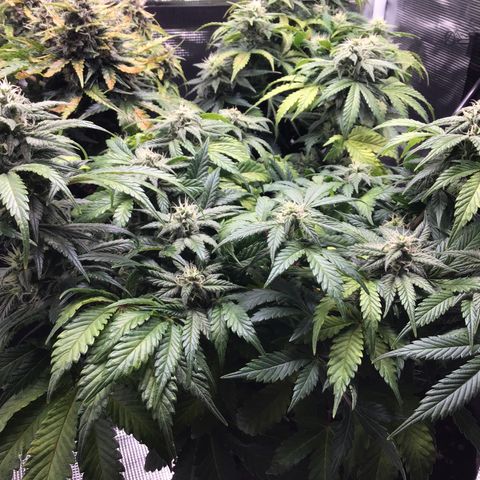 Purple Chill Auto 2022 growlog timeline photo