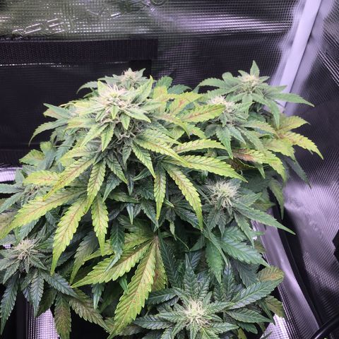 Godzilla Cookies Auto 2022 growlog timeline photo