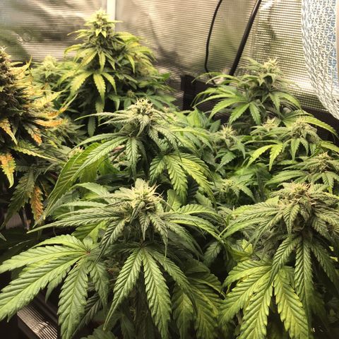 Purple Chill Auto 2022 growlog timeline photo