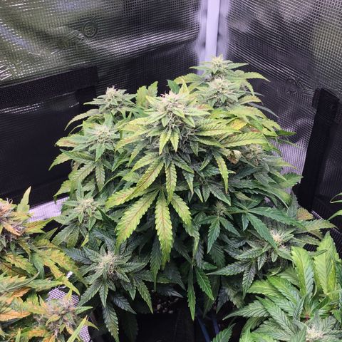 Godzilla Cookies Auto 2022 growlog timeline photo
