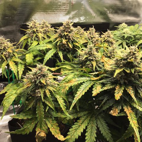 Ape Fruit Auto 2022 growlog timeline photo