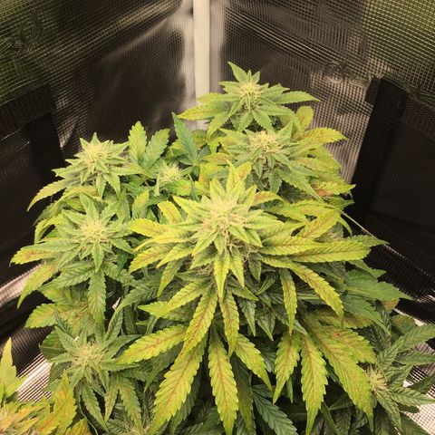 Godzilla Cookies Auto 2022 growlog photo: 28cm; 46.5 DLI