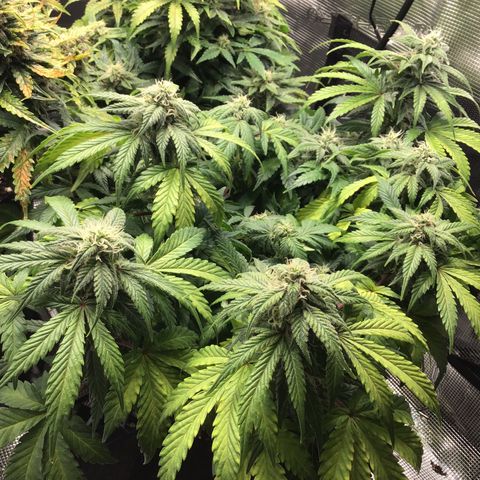 Purple Chill Auto 2022 growlog timeline photo