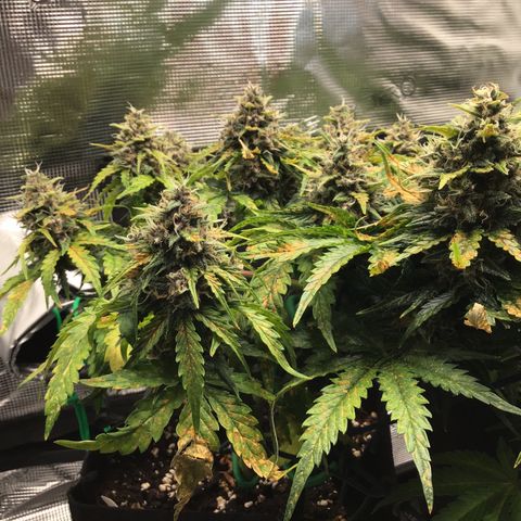 Ape Fruit Auto 2022 growlog timeline photo