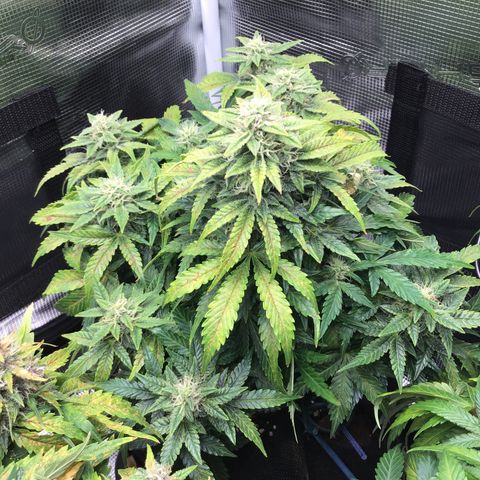 Godzilla Cookies Auto 2022 growlog timeline photo