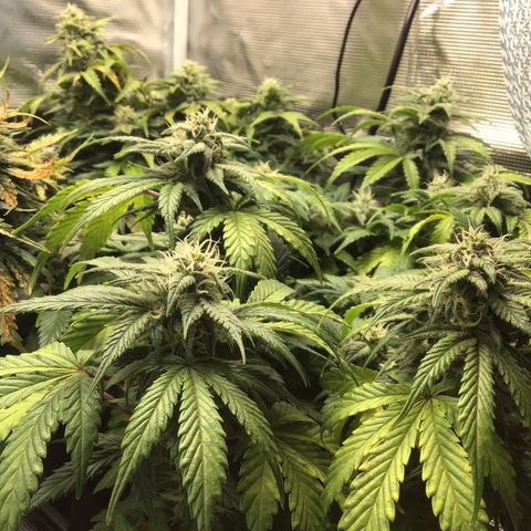 Purple Chill Auto 2022 growlog timeline photo