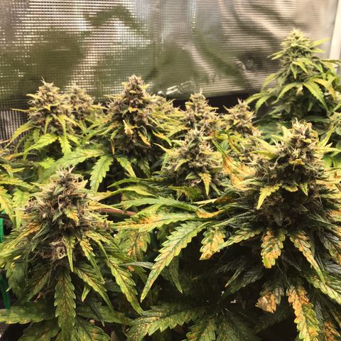 Ape Fruit Auto 2022 growlog timeline photo